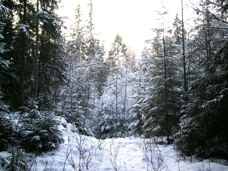 2002-12-19 lönsboda - Skogen väster om grisabanan.