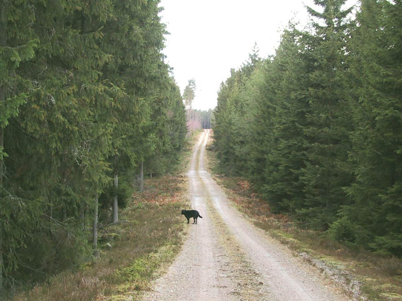 2003-01-29 lönsboda - Skogen mellan svinatorpet och hjärtasjön.