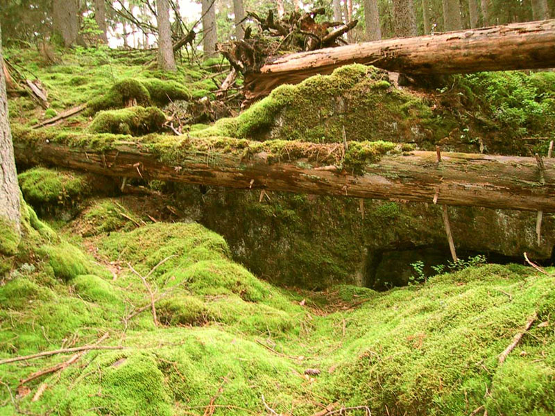 2002-06-29 nyteboda - Skogen i nytebodasnaturreservat.