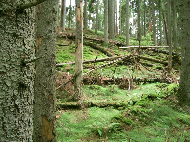 2002-06-29 nyteboda - Skogen i nytebodasnaturreservat.