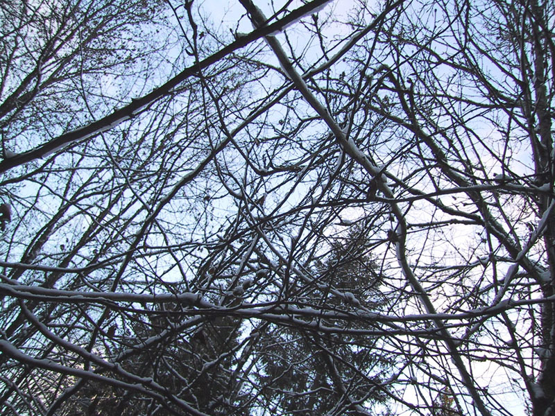 2002-01-09 lönsboda - Skogen i trakterna av grisabanan utanför lösboda.