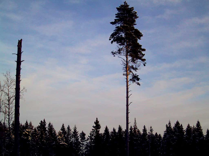 2002-12-19 lönsboda - Kalhygget brevid grisabanan Tomahult till.