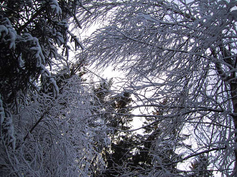 2002-12-19 lönsboda - Skogen väster om grisabanan.