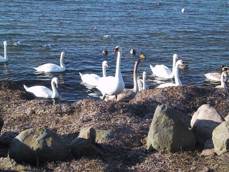 2004-02-13 landskrona - Svanar och annat löst folk i Öresund.