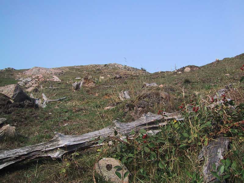 2003-08-07 kullaberg - Uppe på toppen är det ett hedliknande landskap.