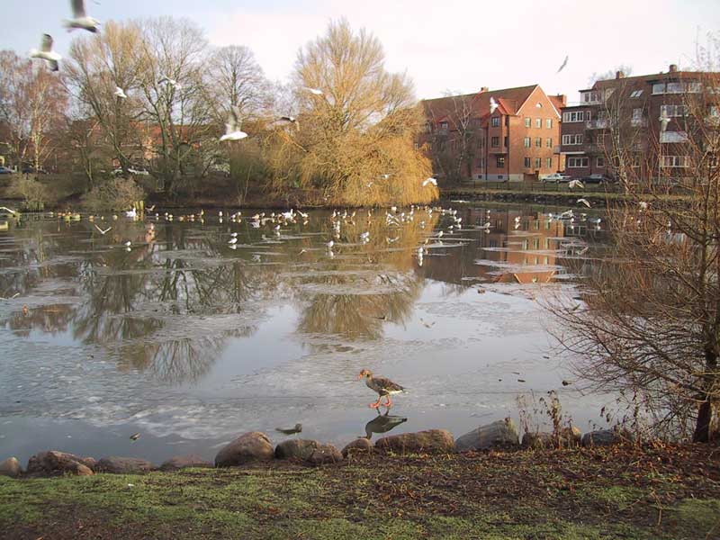 2004-01-12 landskrona - Fåglar i Sankt Olovs sjön.