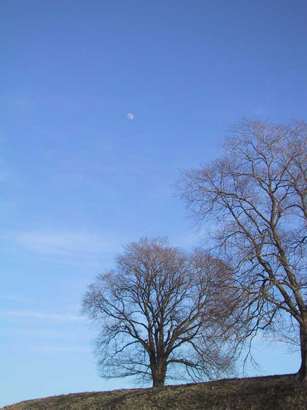 2004-03-06 landkrona - Träd på Citadellets yttre befästningskulle.
