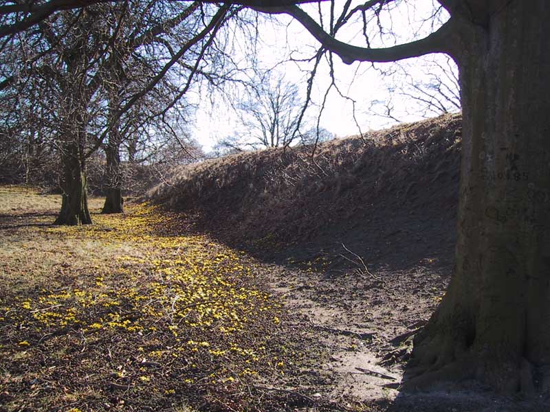 2004-03-08 landskrona - Vårblommor i Citadellområdet.