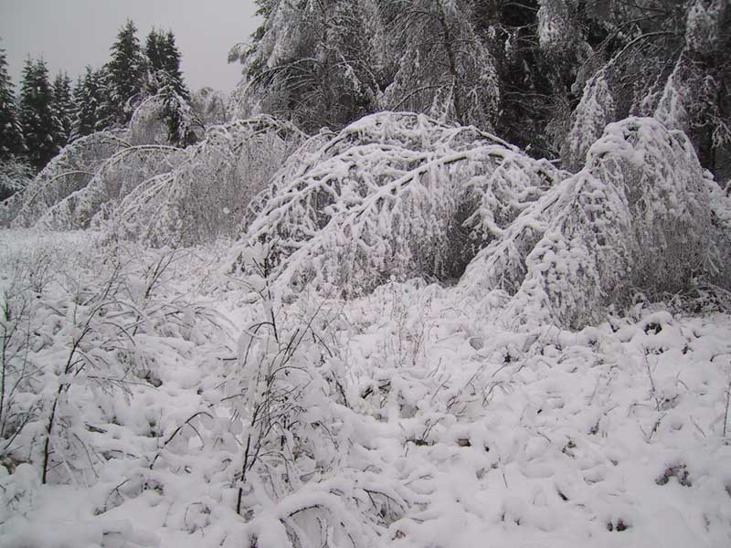 2003-12-23 lönsboda - Snötyngda träd.