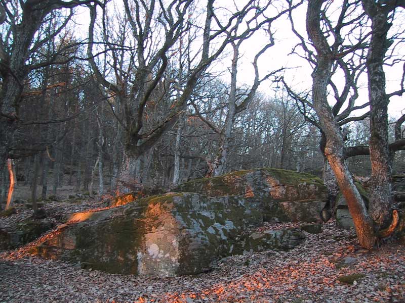 2004-03-31 väröbacka - De sista solstrålarna.